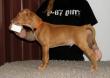 Bronze Delight El Negma - 13-01-20 7weeks