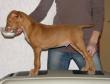 E-vrh / litter el Negma - 13-01-25 orange boy 8weeks