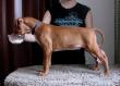 Grandkids / potomci naich ps - 13-01-26 blue boy 8weeks