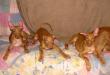 D - vrh / litter el Negma - 13-02-05 available boys