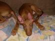 D - vrh / litter el Negma - 13-02-05 available boys