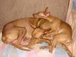 D - vrh / litter el Negma - 13-02-05 available boys