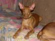 D - vrh / litter el Negma - 13-02-05 available boys