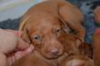 E-vrh / litter el Negma - 17-03-03 18days - yellow girl