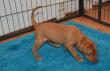 E-vrh / litter el Negma - 17-03-11 26days - brown boy