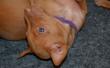 E-vrh / litter el Negma - 17-03-11 26days - purple girl