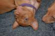 E-vrh / litter el Negma - 17-03-11 26days - purple girl