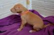 E-vrh / litter el Negma - 17-03-11 26days - orange girl