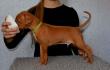 E-vrh / litter el Negma - 17-03-19 5weeks - green boy