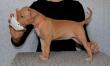 E-vrh / litter el Negma - 17-03-19 5weeks - orange girl