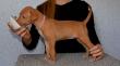 E-vrh / litter el Negma - 17-03-19 5weeks - pink girl