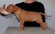 E-vrh / litter el Negma - 17-03-19 5weeks - yellow girl