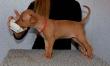 E-vrh / litter el Negma - 17-03-19 5weeks - red girl