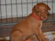 E-vrh / litter el Negma - 2017-03-17 5weeks - red girl