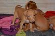 E-vrh / litter el Negma - 2017-03-17 5weeks - orange girl