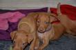 E-vrh / litter el Negma - 2017-03-17 5weeks - yellow and purple girls