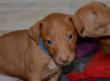 E-vrh / litter el Negma - 2017-03-17 5weeks - blue boy