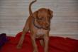 E-vrh / litter el Negma - 2017-03-17 5weeks - purple girl