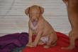 E-vrh / litter el Negma - 2017-03-17 5weeks - orange girl