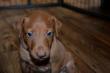 E-vrh / litter el Negma - 2017-03-17 5weeks - brown boy