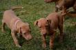 E-vrh / litter el Negma - 2017-03-17 5weeks - pink girl and brown boy