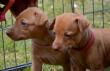 E-vrh / litter el Negma - 2017-03-17 5weeks - pink and red girls
