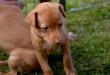 E-vrh / litter el Negma - 2017-03-17 5weeks - red girl