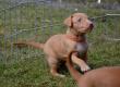 E-vrh / litter el Negma - 2017-03-17 5weeks - orange girl