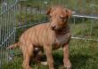 E-vrh / litter el Negma - 2017-03-17 5weeks - pink girl