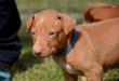 E-vrh / litter el Negma - 2017-03-17 5weeks - blue boy