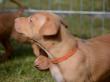 E-vrh / litter el Negma - 2017-03-17 5weeks - orange girl