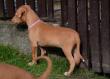 E-vrh / litter el Negma - 2017-03-25 - pink girl