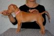 E-vrh / litter el Negma - 17-03-26 6weeks - pink girl