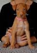 E-vrh / litter el Negma - 17-03-26 6weeks - pink girl