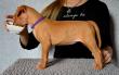 E-vrh / litter el Negma - 17-03-26 6weeks - purple girl