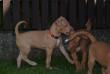 E-vrh / litter el Negma - 17-03-28 6weeks - orange girl and brown boy