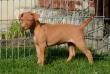 E-vrh / litter el Negma - 17-03-29 6weeks - yellow girl