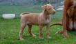 E-vrh / litter el Negma - 17-03-29 6weeks - pink girl