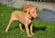 E-vrh / litter el Negma - 17-03-29 6weeks - orange girl