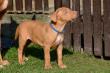 E-vrh / litter el Negma - 17-03-29 6weeks - blue boy