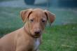 E-vrh / litter el Negma - 17-03-29 6weeks - brown boy