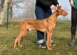 F vrh - litter El Negma - sire: Balerion The Black Dread