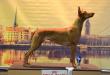 F vrh - litter El Negma - dam Enchanted Sphynx El Negma
