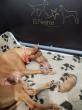 F vrh - litter El Negma - 24-04-04