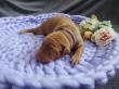 F vrh - litter El Negma - 24-04-12