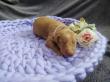 F vrh - litter El Negma - 24-04-12