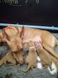 F vrh - litter El Negma - 24-04-12