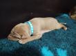 F vrh - litter El Negma - 24-04-16