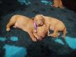 F vrh - litter El Negma - 24-04-16
