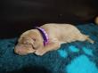 F vrh - litter El Negma - 24-04-16